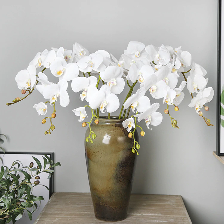 White Orchid